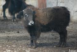 Zoo di Napoli