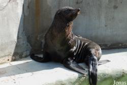 Zoo di Napoli