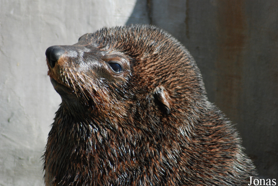 Zoo di Napoli