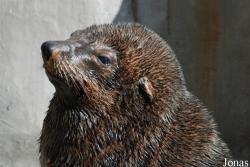 Zoo di Napoli