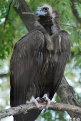 Zoo di Napoli
