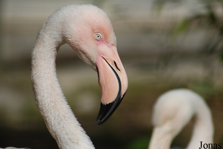 Zoo di Napoli