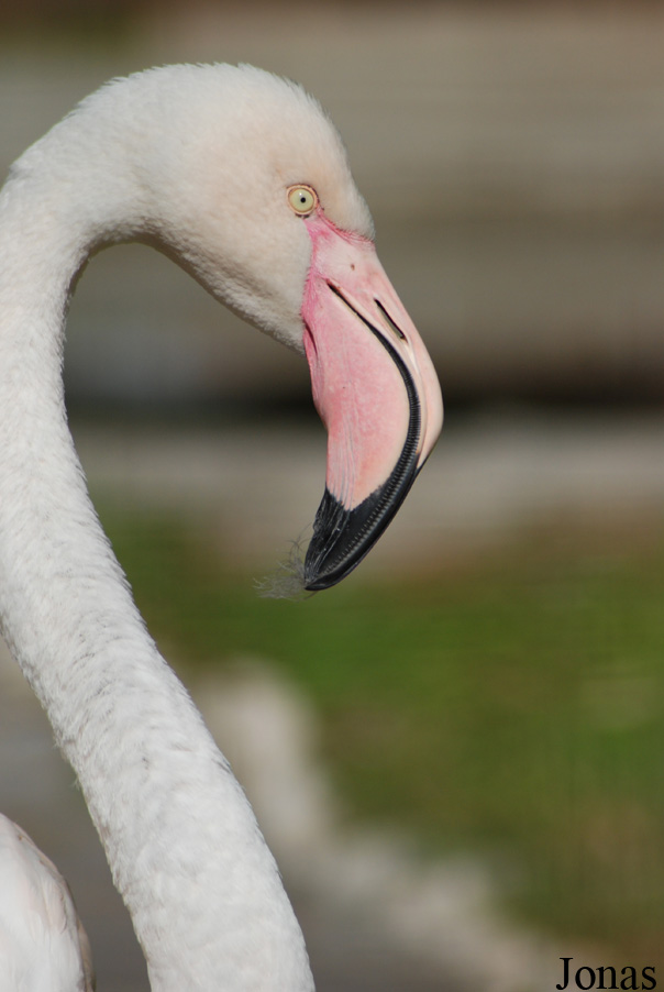 Zoo di Napoli