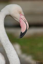 Zoo di Napoli