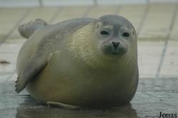 Zeehondencrèche Lenie't Hart