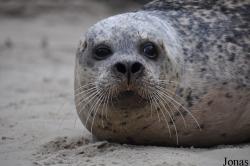Phoca vitulina vitulina