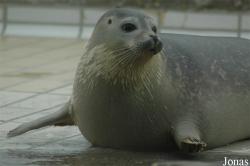 Zeehondencrèche Lenie't Hart