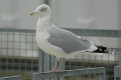 Pieterburen
