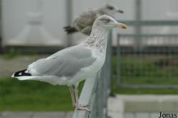 Pieterburen