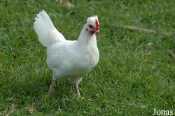 Poule domestique