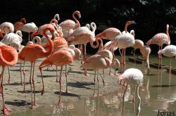 Phoenicopterus sp.