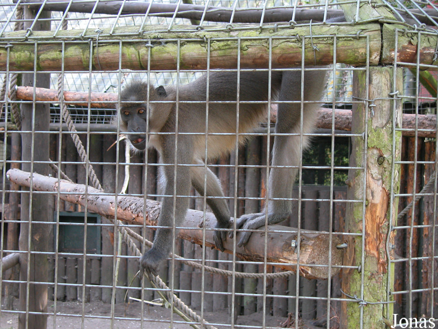 Dierenpark Wissel