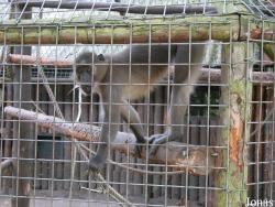 Dierenpark Wissel