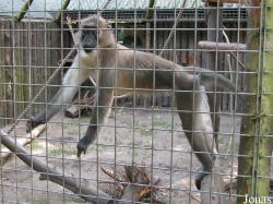 Cercocebus agilis