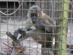 Dierenpark Wissel