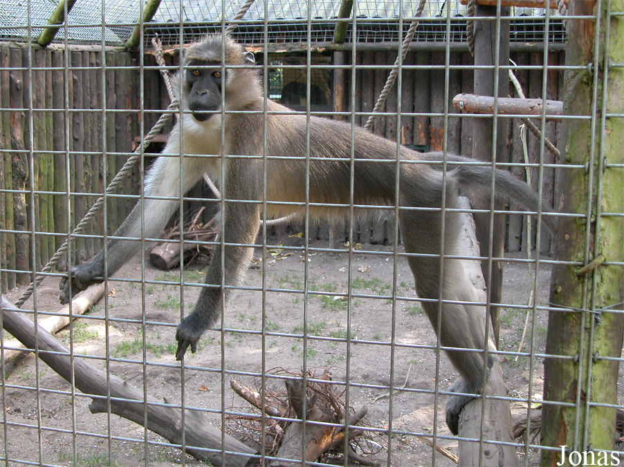 Dierenpark Wissel