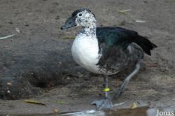 Dierenpark Wissel