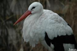 Dierenpark Wissel