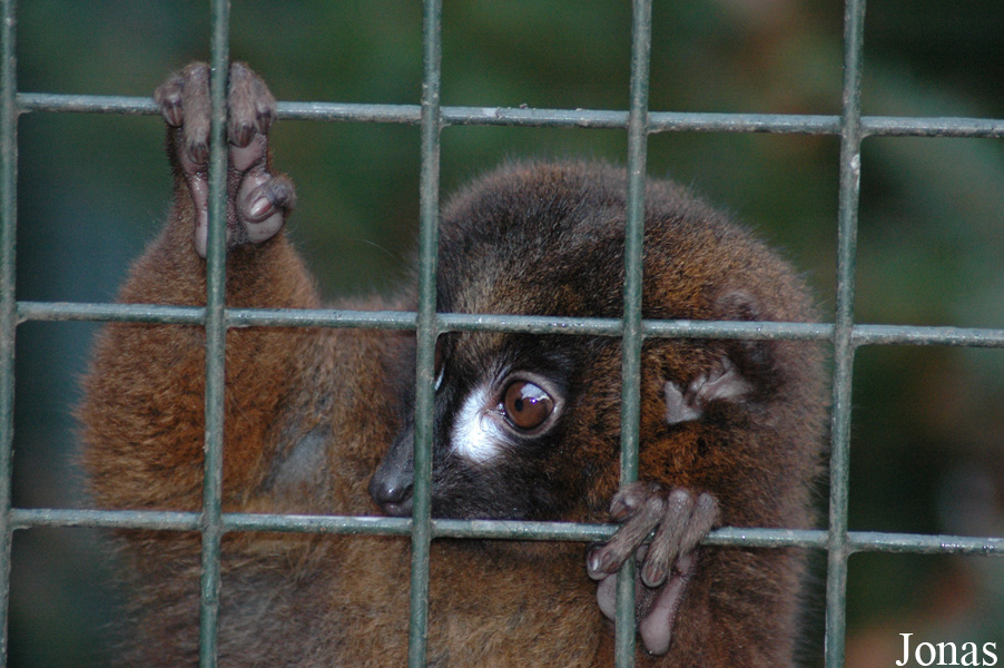 Dierenpark Wissel