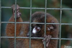 Dierenpark Wissel