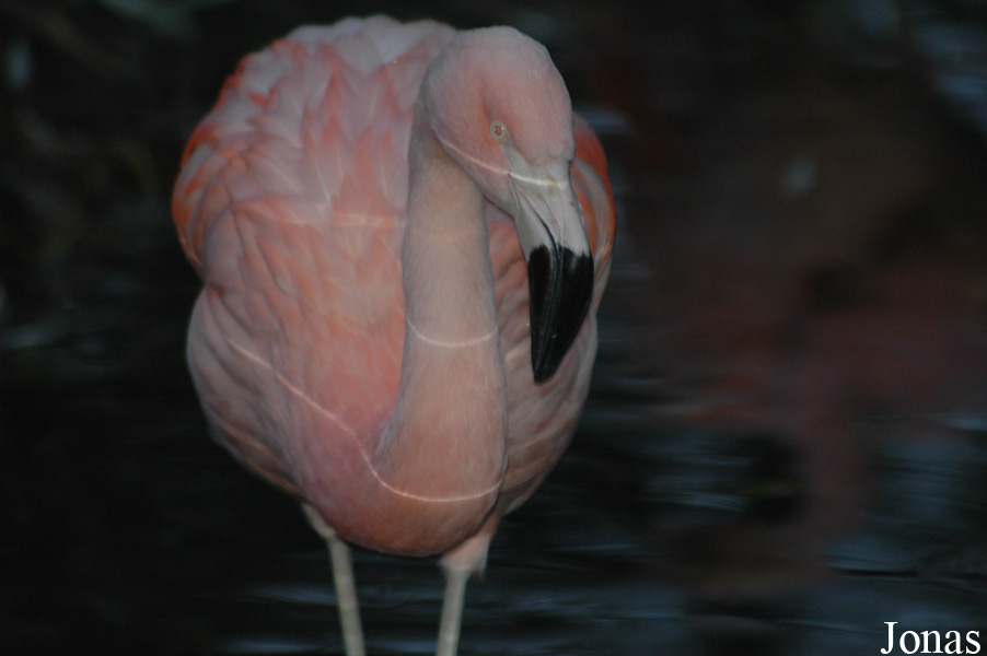 Dierenpark Wissel