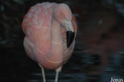 Dierenpark Wissel
