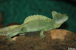 Ouwehands Dierenpark Rhenen