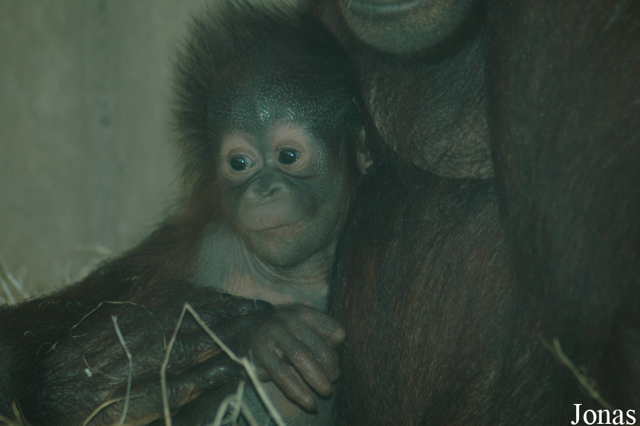 Ouwehands Dierenpark Rhenen