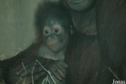 Ouwehands Dierenpark Rhenen