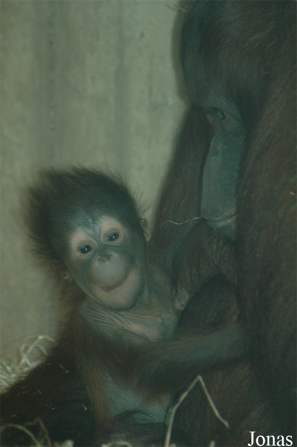 Ouwehands Dierenpark Rhenen
