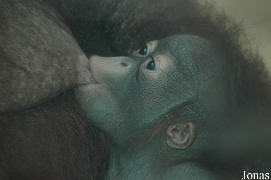 Ouwehands Dierenpark Rhenen