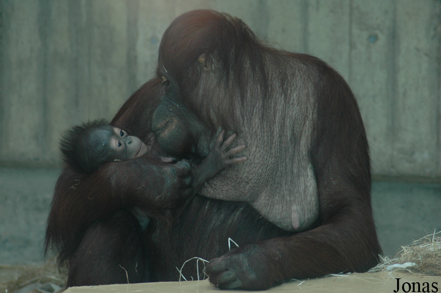 Ouwehands Dierenpark Rhenen