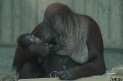 Ouwehands Dierenpark Rhenen