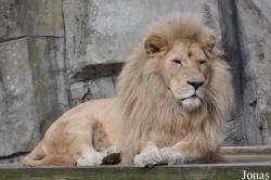 Panthera leo krugeri