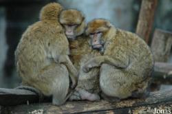 Ouwehands Dierenpark Rhenen