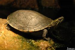 Chrysemys picta