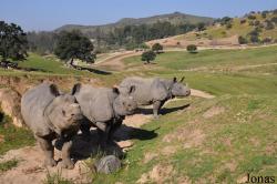 Rhinoceros unicornis