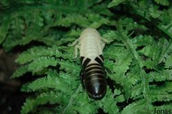 Gromphadorhina portentosa