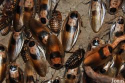 Dictyoptera
