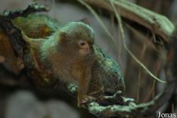 Tierpark Bochum