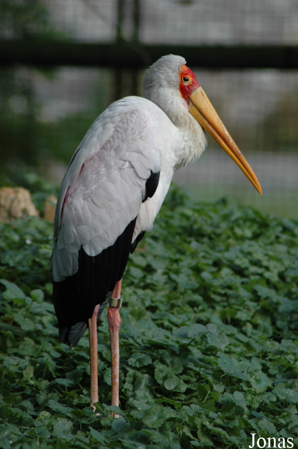 Paradisio