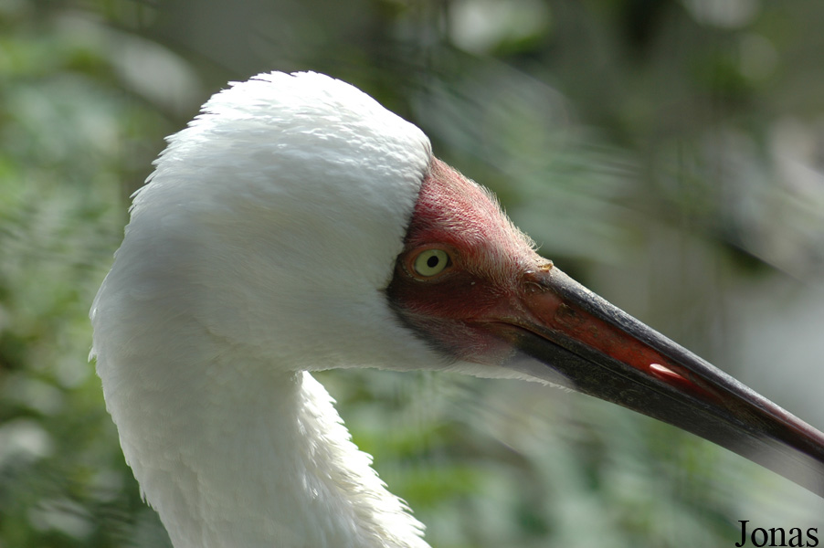 Paradisio