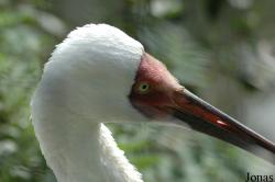 Paradisio