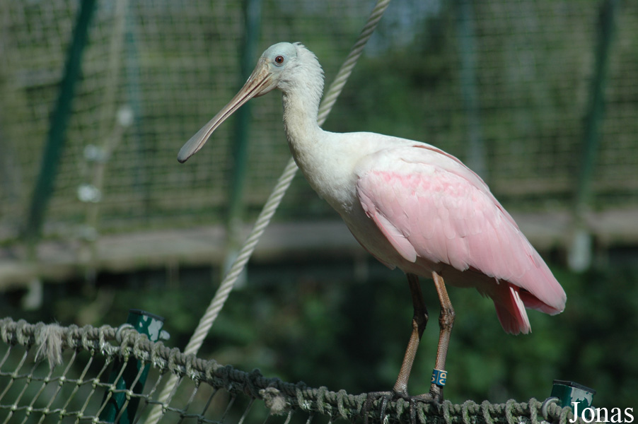 Paradisio