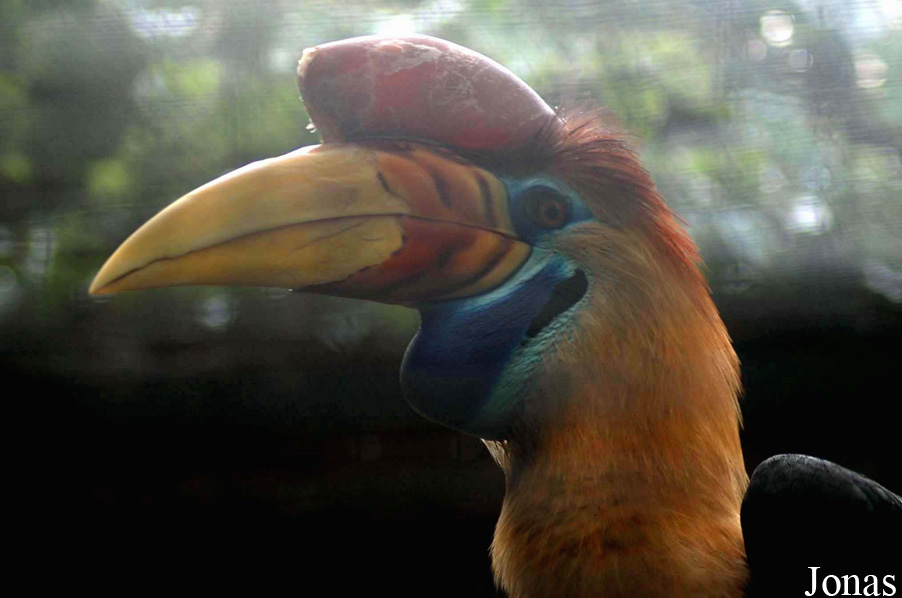 Paradisio