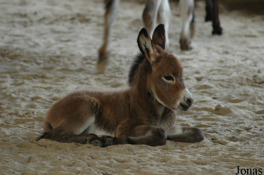 Tierpark Nadermann