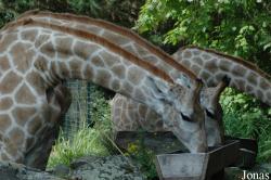 Zoo Dortmund