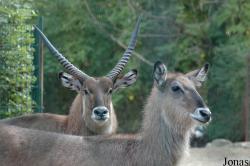 Tierpark Hamm