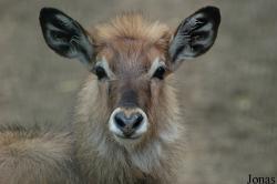 Tierpark Hamm