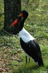 Vogelpark Metelener Heide